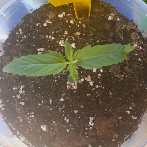 Special Kush #1 growlog timeline photo
