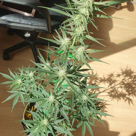 Epsilon growlog timeline photo