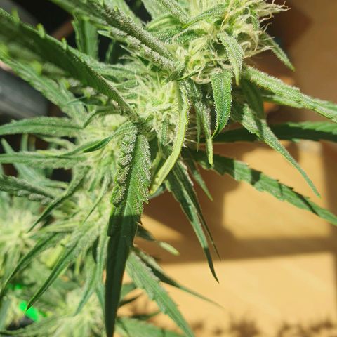 Epsilon growlog timeline photo