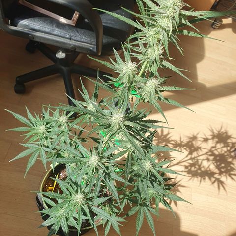 Epsilon growlog timeline photo