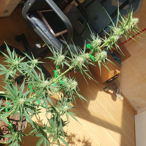 Epsilon growlog timeline photo