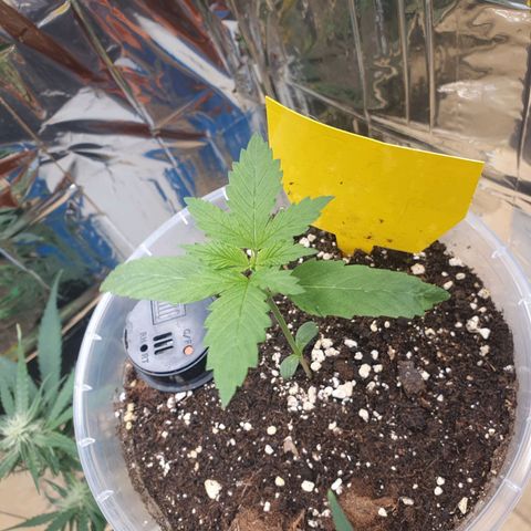 Special Kush #1 growlog timeline photo
