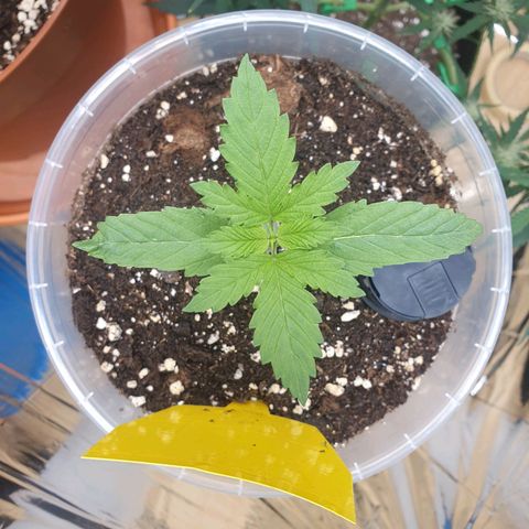 Special Kush #1 growlog timeline photo