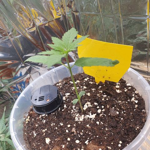 Special Kush #1 growlog timeline photo