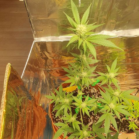 Geile Geli growlog timeline photo