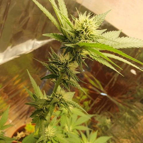 Geile Geli growlog timeline photo