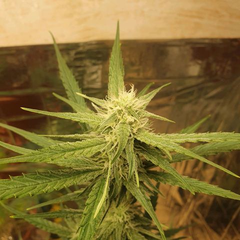Epsilon growlog timeline photo