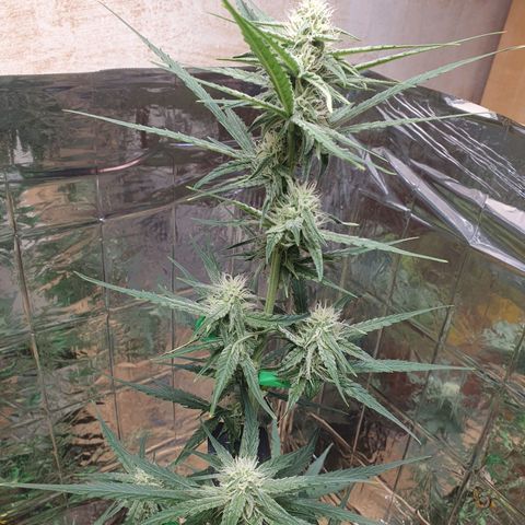 Epsilon growlog timeline photo