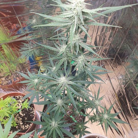 Epsilon growlog timeline photo