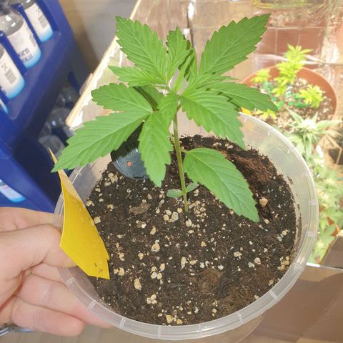 Special Kush #1 growlog timeline photo