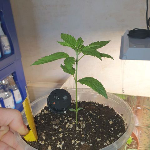 Special Kush #1 growlog timeline photo