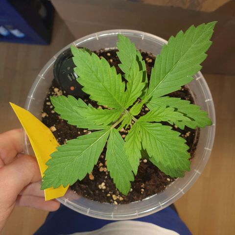 Special Kush #1 growlog timeline photo