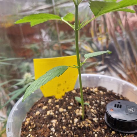 Special Kush #1 growlog timeline photo