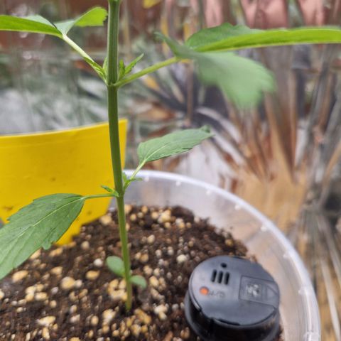 Special Kush #1 growlog timeline photo