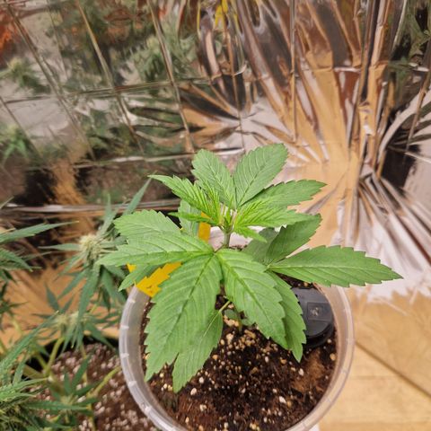 Special Kush #1 growlog timeline photo