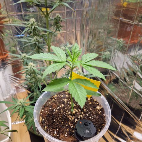 Special Kush #1 growlog timeline photo