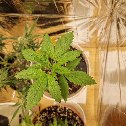 Special Kush #1 growlog timeline photo