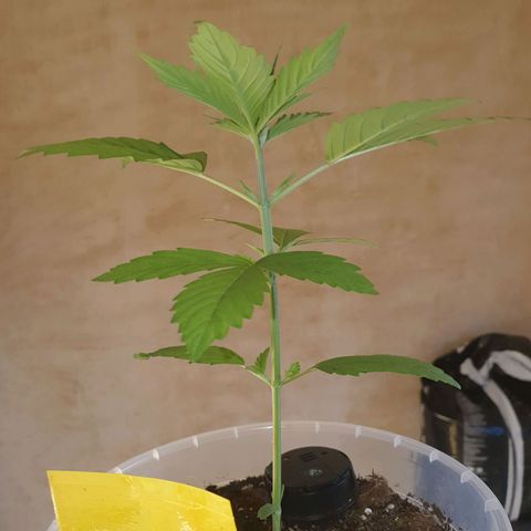 Special Kush #1 growlog timeline photo