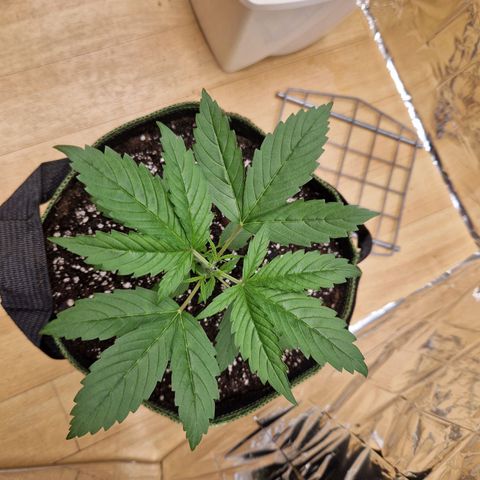 Special Kush #1 growlog timeline photo