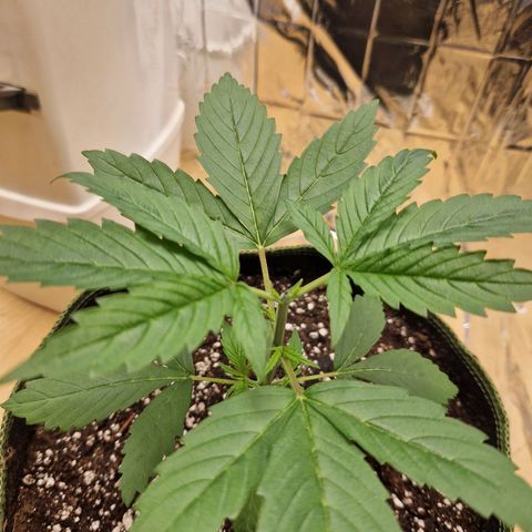 Special Kush #1 growlog timeline photo