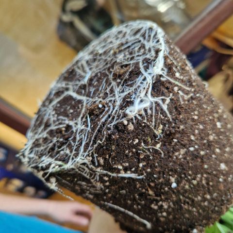 Special Kush #1 growlog timeline photo