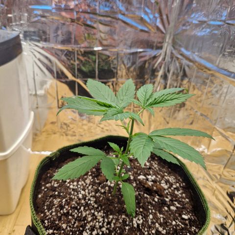 Special Kush #1 growlog timeline photo