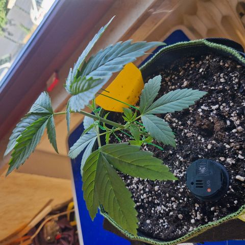 Special Kush #1 growlog timeline photo
