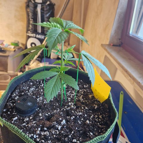 Special Kush #1 growlog timeline photo