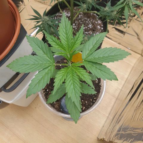 Special Kush #1 growlog timeline photo