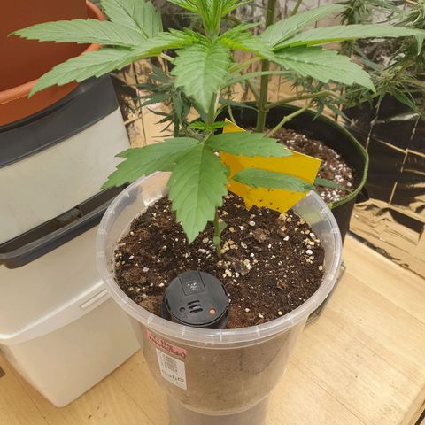 Special Kush #1 growlog timeline photo