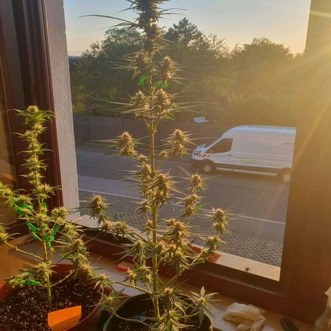 Epsilon growlog timeline photo