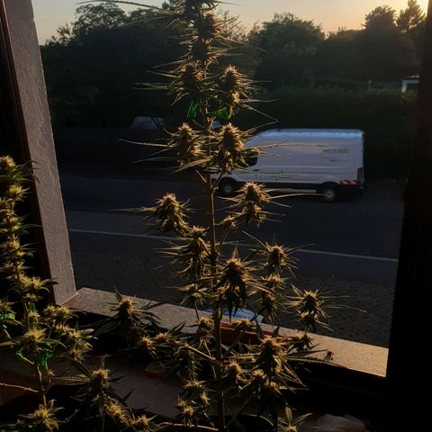 Epsilon growlog timeline photo
