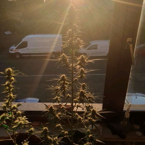 Epsilon growlog timeline photo