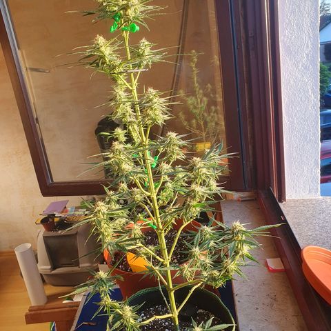 Epsilon growlog timeline photo