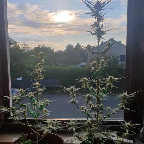Epsilon growlog timeline photo