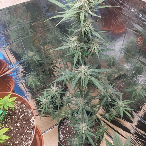 Epsilon growlog timeline photo