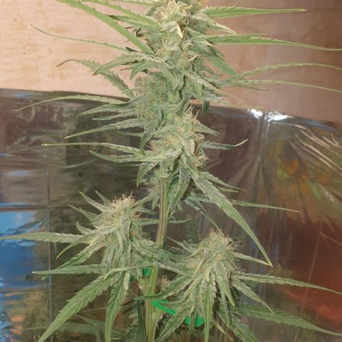 Epsilon growlog timeline photo
