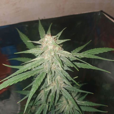Epsilon growlog timeline photo
