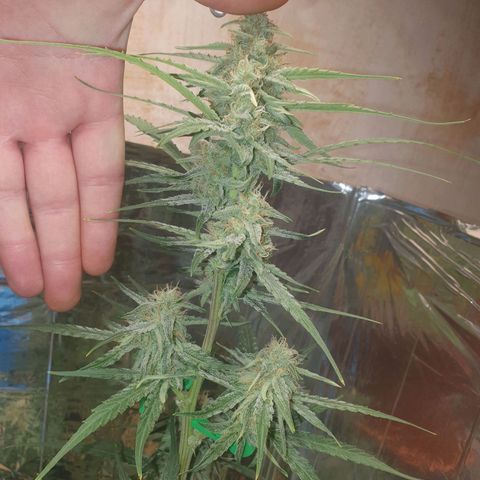 Epsilon growlog timeline photo