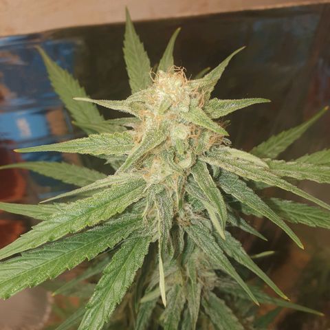 Epsilon growlog timeline photo