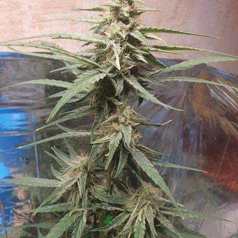 Epsilon growlog timeline photo