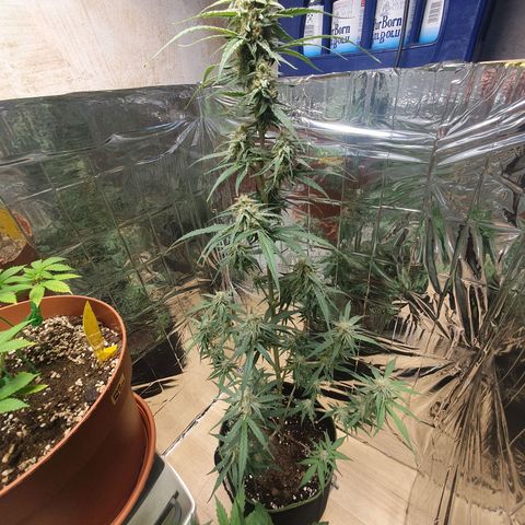 Epsilon growlog timeline photo