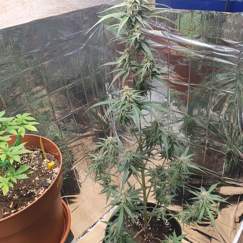 Epsilon growlog timeline photo