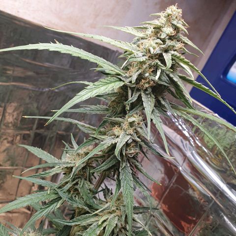 Epsilon growlog timeline photo