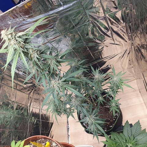 Epsilon growlog timeline photo