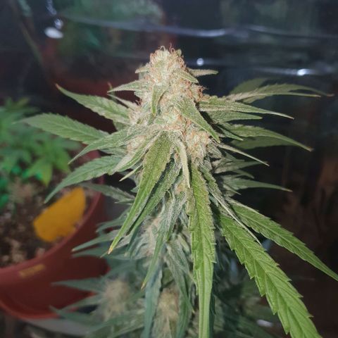 Epsilon growlog timeline photo