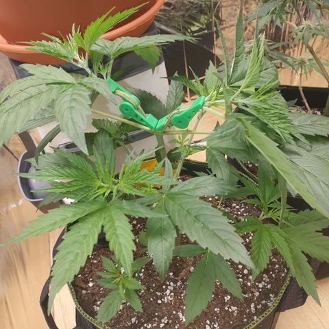 Special Kush #1 growlog timeline photo