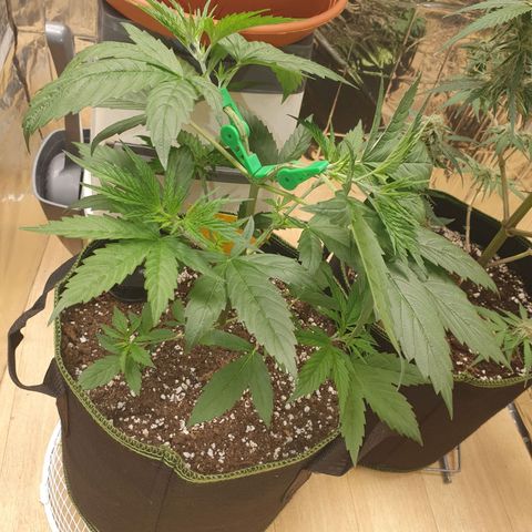 Special Kush #1 growlog timeline photo
