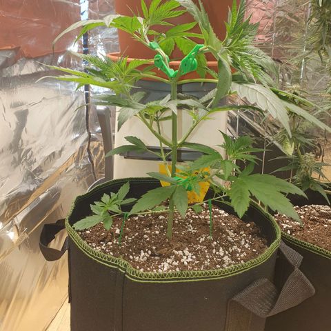 Special Kush #1 growlog timeline photo