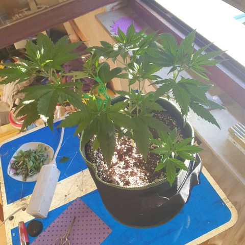Special Kush #1 growlog timeline photo